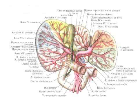 Печень