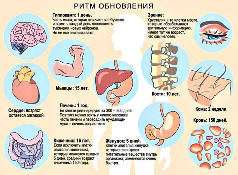 Ритмы обновления организма человека