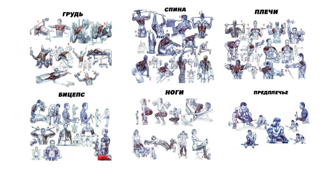 Упражнения на каждую мышечную группу