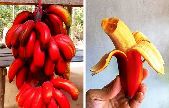 Красные бананы - Экзотические фрукты со всего света, о которых вы не слышали