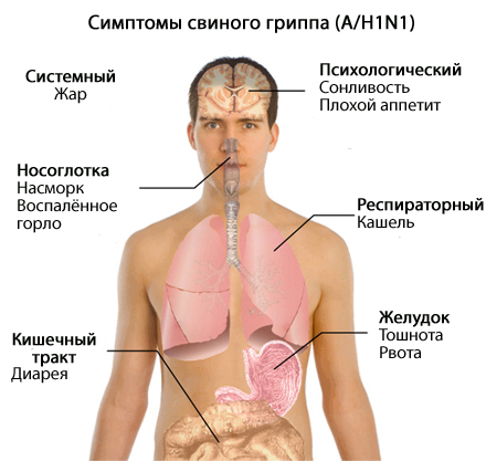 Памятка по гриппу типа А/Н1N1