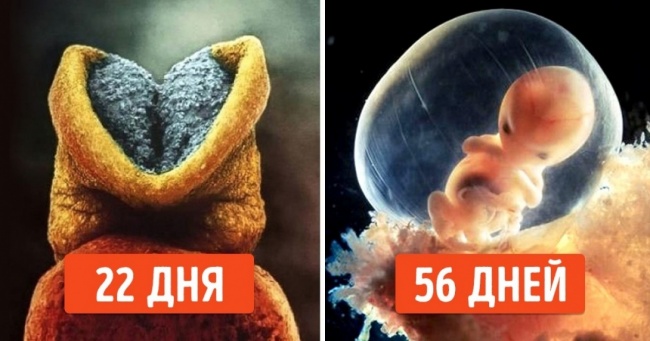 Как зарождается человеческая жизнь Как зарождается человеческая жизнь