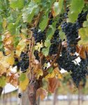 Виноград культурный - Vitis vinifera L.