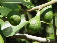 Инжир обыкновенный - Ficus carica L.