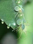 Каланхоэ перистое - Kalanchoe pinnata