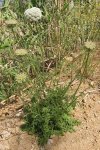 Морковь посевная - Daucus carota subsp. sativus