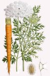 Морковь посевная - Daucus carota subsp. sativus