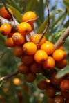 Облепиха крушиновидная - Hippophae rhamnoides