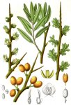 Облепиха крушиновидная - Hippophae rhamnoides