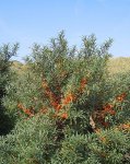 Облепиха крушиновидная - Hippophae rhamnoides