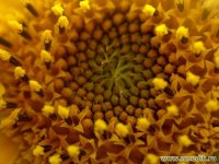 Подсолнечник маслянистый – Helianthus annuus