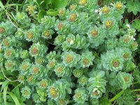 Родиола розовая – Rhodiola rosea