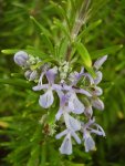 Розмарин лекарственный - Rosmarinus officinalis