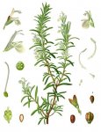 Розмарин лекарственный - Rosmarinus officinalis