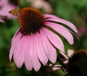 Эхинацея пурпурная - Echinacea purpurea