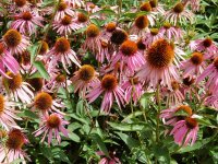 Эхинацея пурпурная - Echinacea purpurea