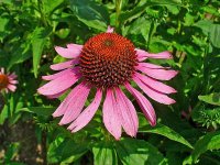 Эхинацея пурпурная - Echinacea purpurea