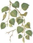 Береза белая - Betula albosinensis