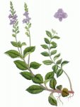 Вероника лекарственная – Veronica officinalis L.