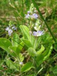 Вероника лекарственная – Veronica officinalis L.