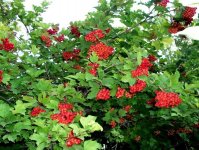 Калина обыкновенная