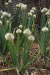 Лук батун - Allium fistulosum