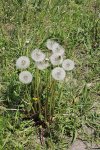 Одуванчик лекарственный - Taraxacum officinale