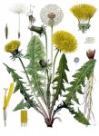 Одуванчик лекарственный - Taraxacum officinale