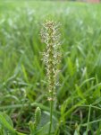 Подорожник большой - Plantago major