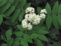 Рябина обыкновенная - Sorbus aucuparia