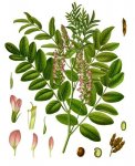 Солодка голая – Glycyrrhiza glabra