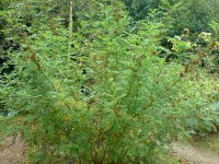 Солодка голая – Glycyrrhiza glabra