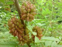 Солодка голая – Glycyrrhiza glabra