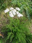 Тысячелистник обыкновенный - Achillea millefolium