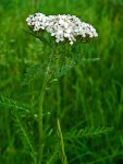 Тысячелистник обыкновенный - Achillea millefolium