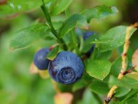 Черника обыкновенная - Vaccinium myrtillus