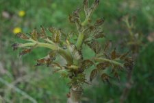 Аралия – Aralia L.