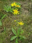 Арника горная – Arnica montana L.