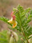 Астрагал повислоцветковый – Astragalus penduliflorus L.