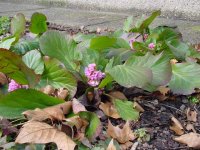 Бадан толстолистный – Bergenia crassifolia L.