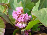 Бадан толстолистный – Bergenia crassifolia L.