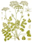 Бедренец камнеломковый – Pimpinella saxifraga L.