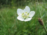 Белозор болотный – Parnassia palustris L.