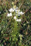 Белозор болотный – Parnassia palustris L.