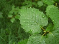 Береза плосколистная – Betula platyphylla sucacz.