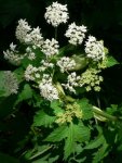 Борщевик шерстистый – Heracleum lanatum М.