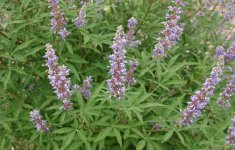 Витекс священный (Авраамово дерево) – Vitex agnus-castus L.