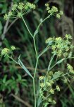 Володушка козелецелистная – Bupleurum scorzonerifolium W.