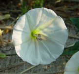 Вьюнок полевой – Convolvulus arvensis L.