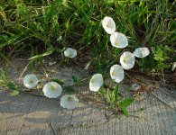 Вьюнок полевой – Convolvulus arvensis L.